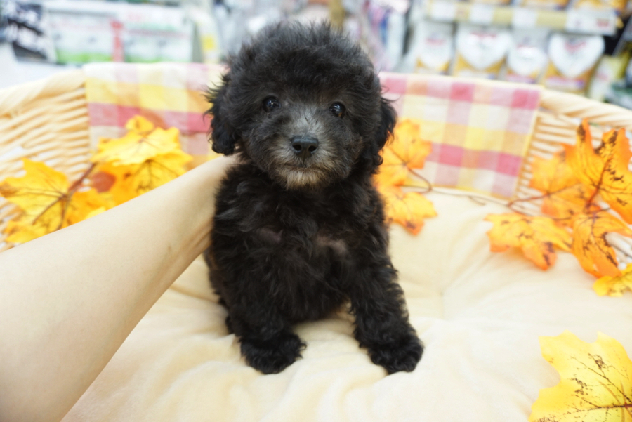 シングルコートで抜け毛が少ないことや、愛らしい容姿や育てやすい性格から不動の人気犬種 | トイ・プードル （6130740） - ペットショップ マルワン大倉山 神奈川県横浜市港北区