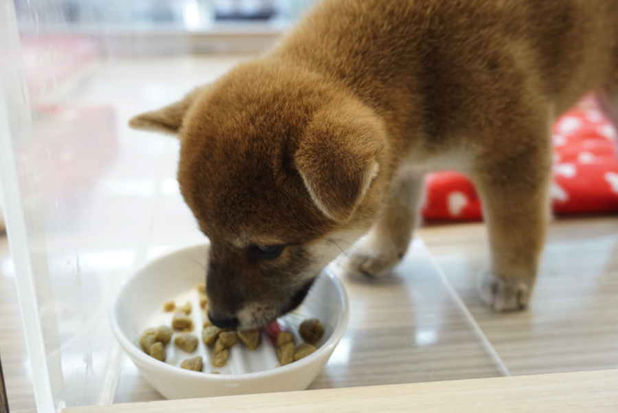 大好きご飯♥ | 赤柴 柴犬 （6130741） - ペットショップ マルワン大倉山 神奈川県横浜市港北区