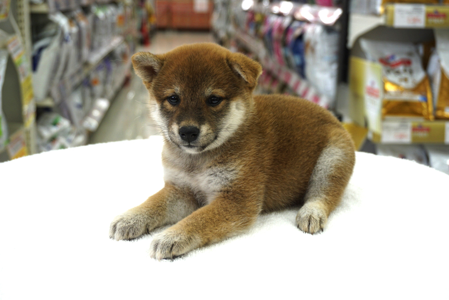 海外でも大人気のSHIBA-INU | 赤柴 柴犬 （6130741） - ペットショップ マルワン大倉山 神奈川県横浜市港北区