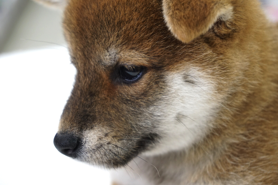 もしかして?胡麻柴になるかも?! | 赤柴 柴犬 （6130741） - ペットショップ マルワン大倉山 神奈川県横浜市港北区