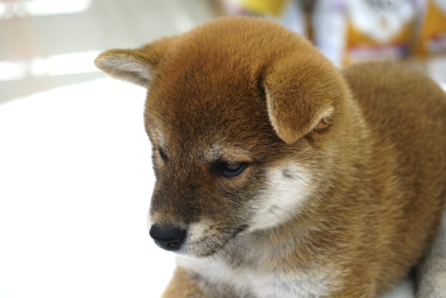 毎日見てね!垂れ耳の成長 | 赤柴 柴犬 （6130741） - ペットショップ マルワン大倉山 神奈川県横浜市港北区