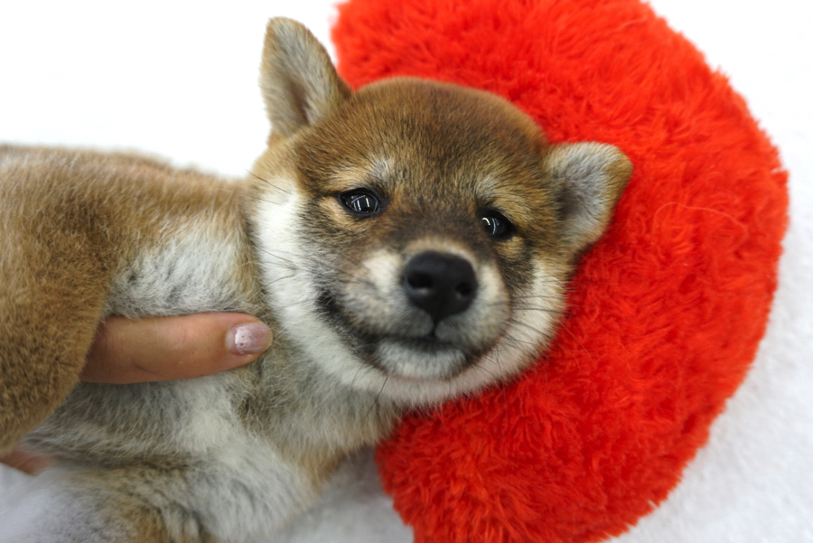 平成最後の戌年に柴犬を! | 赤柴 柴犬 （6130741） - ペットショップ マルワン大倉山 神奈川県横浜市港北区