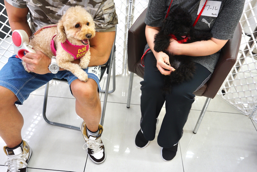 潤ちゃんは少しレベルアップしてお口の中にも指を入れてみました | アニコム損保 ＆ マルワンコラボイベント : パピー教室