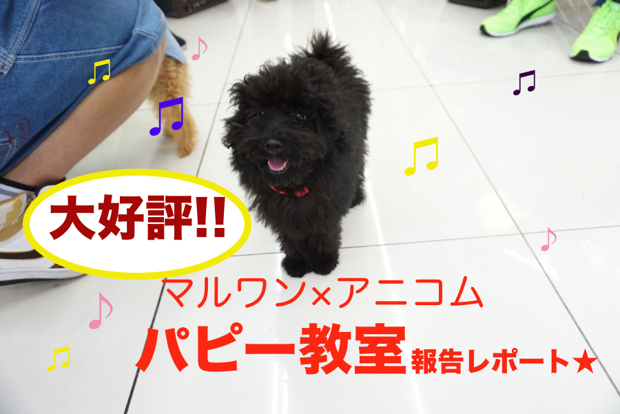 【 パピー教室報告レポート 】8/29開催!!アニコム損保&マルワンコラボイベント！大倉山店編
