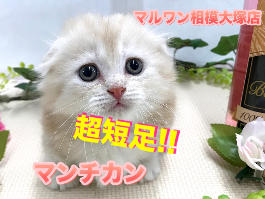 【 ウルトラ短足 マンチカン 】文句なしのスーパー美形！究極の丸顔男子はこの秋最大の出会いです！　ペットショップ マルワン相模大塚店（ 神奈川県大和市 ） オススメ子猫情報！No.814480