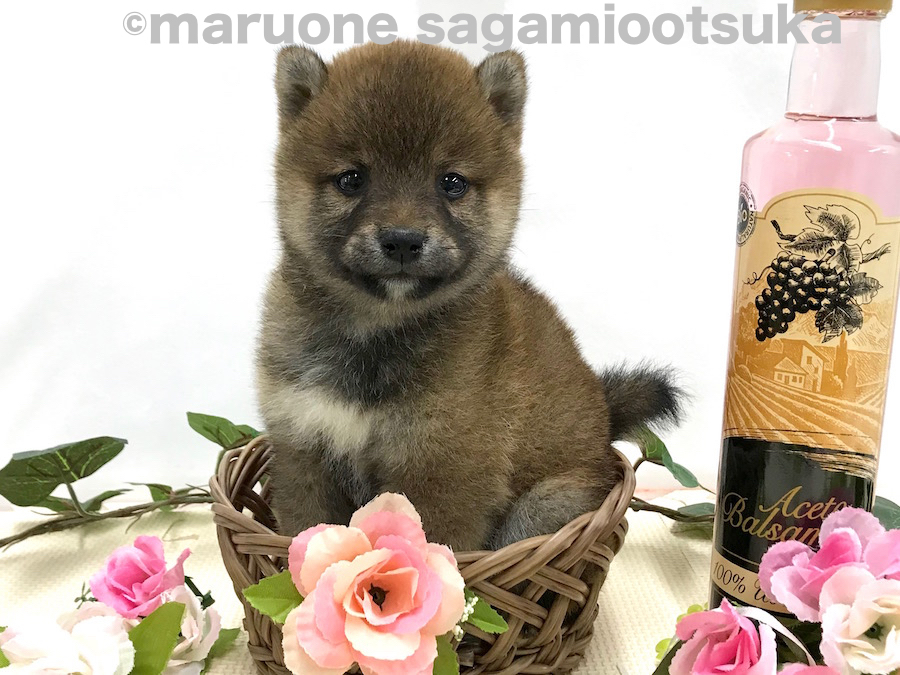 なんだかヌイグルミみたい♪ | 豆柴 （814485） - ペットショップ マルワン相模大塚 神奈川県大和市