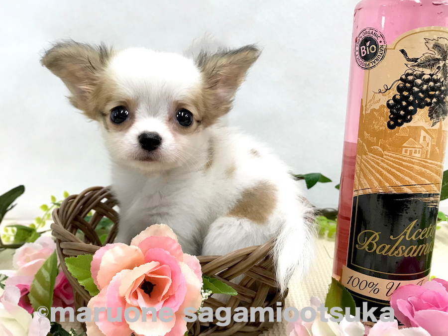 小さなカゴにすっぽり | チワワ（ロングコート） （814481） - ペットショップ マルワン相模大塚 神奈川県大和市