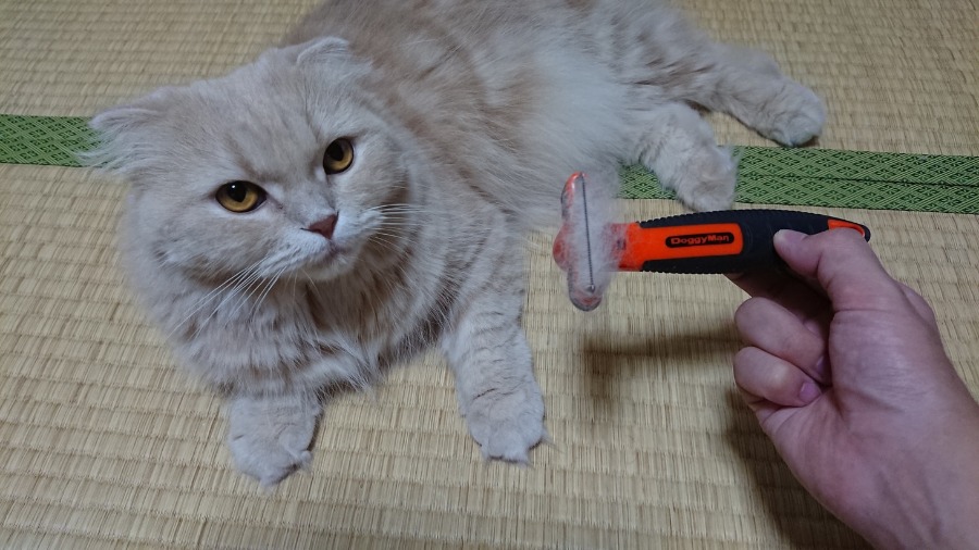 5回撫でただけでごっそり取れちゃう | メインクーン （119119） - ペットショップ マルワン梅島 東京都足立区