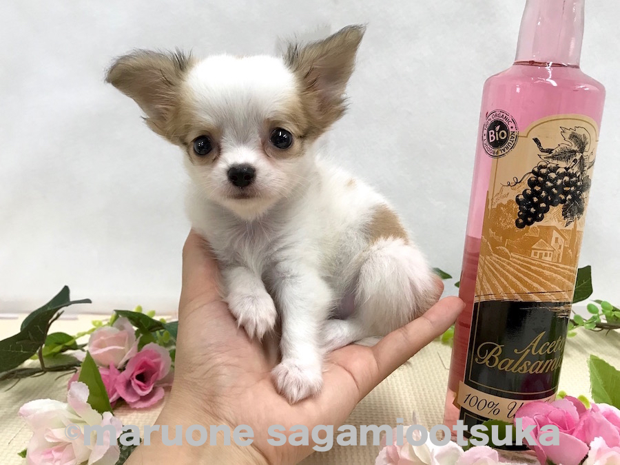 アフターサポートさせていただきます | チワワ（ロングコート） （814481） - ペットショップ マルワン相模大塚 神奈川県大和市