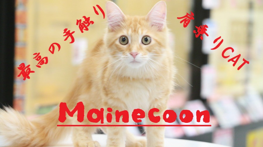 【 メインクーン 】生後5か月になった美しき姿を大公開！オススメアイテムの紹介もインプレ！ ペットショップ マルワン梅島店( 東京都足立区 ) 子猫情報！No.119119