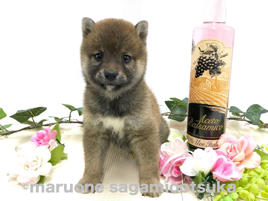 キメ顔で撮影に臨んでくれた豆柴くん | 豆柴 （814485） - ペットショップ マルワン相模大塚 神奈川県大和市