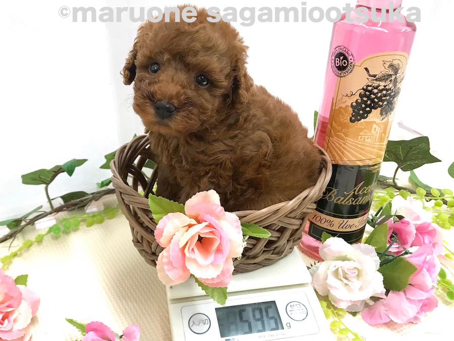 生後55日時点の体重は595g | トイ・プードル （814478） - ペットショップ マルワン相模大塚 神奈川県大和市