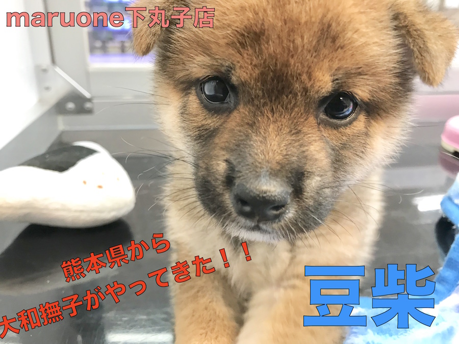 【 豆柴 】極小手のひらサイズの憧れの和犬！このチャンスは誰の手に！？ No.116279