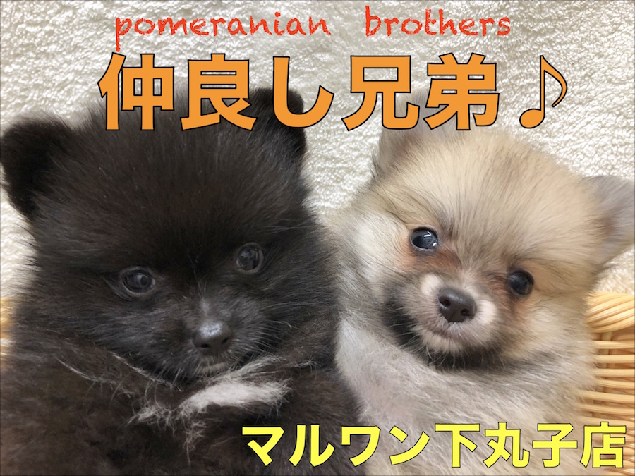 【 ポメラニアン 】スタッフの興奮が止まらない！あのふわもこが兄弟揃って登場です♡No.116282＆No.116283
