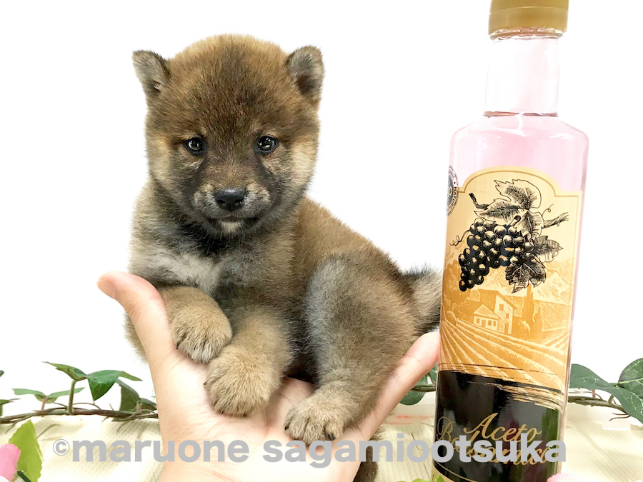手の平に乗ってしまいました♪ | 豆柴 （814485） - ペットショップ マルワン相模大塚 神奈川県大和市
