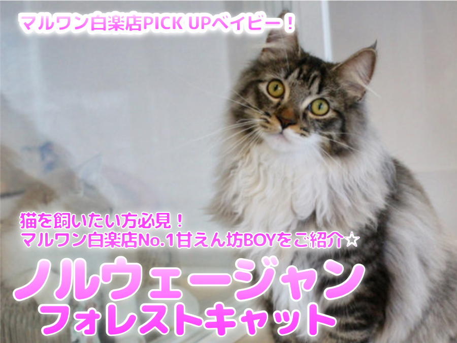 【 ノルウェージャン・フォレスト・キャット 】猫を飼いたい方必見！マルワン白楽店No.1甘えん坊BOYをご紹介☆:ペットショップマルワン白楽店（横浜市）子猫情報！No.11560