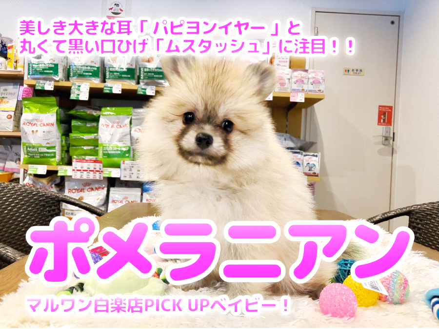 【 ムスタッシュポメラニアン 】美しき大きな耳「 パピヨンイヤー 」と丸くて黒い口ひげ「ムスタッシュ」に注目！！ ペットショップ マルワン白楽店（ 横浜市 ） 子犬情報！No.11582