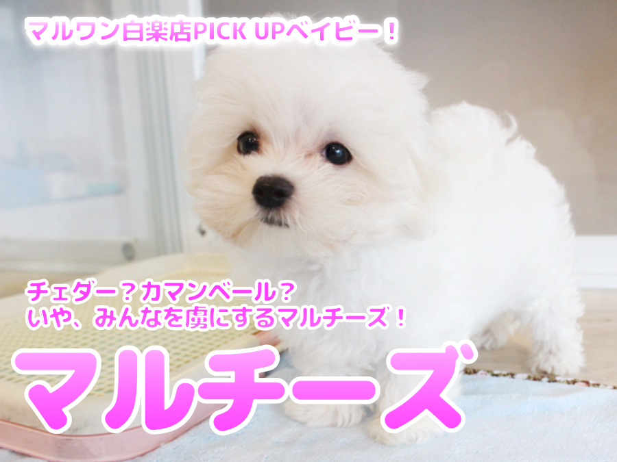 【 マルチーズ 】チェダー？カマンベール？？いいえ・・・みんなを虜にするマルチーズのセカンドインプレ！No.11584