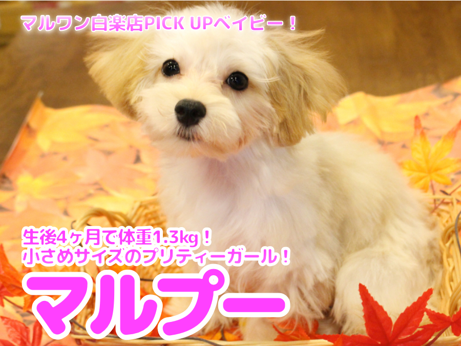 【 マルプー（MIX） 】生後4ヶ月で体重1.3kg！小さめサイズのプリティーガール！白楽店No.11578