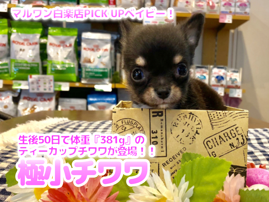 【 極小チワワ 】生後50日で体重『381g』のティーカップチワワが登場！！爆速ファーストインプレ！！ ペットショップ マルワン白楽店（横浜市） 子犬情報！ No.11586