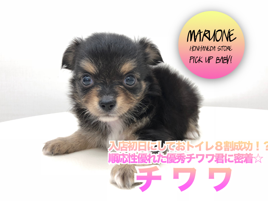 【 ロングコートチワワ 】入店初日にしておトイレ８割成功！？順応性優れた優秀チワワ君に密着☆ ペットショップ マルワン本羽田店 ( 東京都大田区 )子犬情報！No.512557