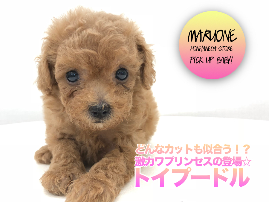 【 トイ・プードル 】どんなカットも似合う！？激カワプリンセスの登場☆ ペットショップ マルワン本羽田店 ( 東京都大田区 )子犬情報！No.512559