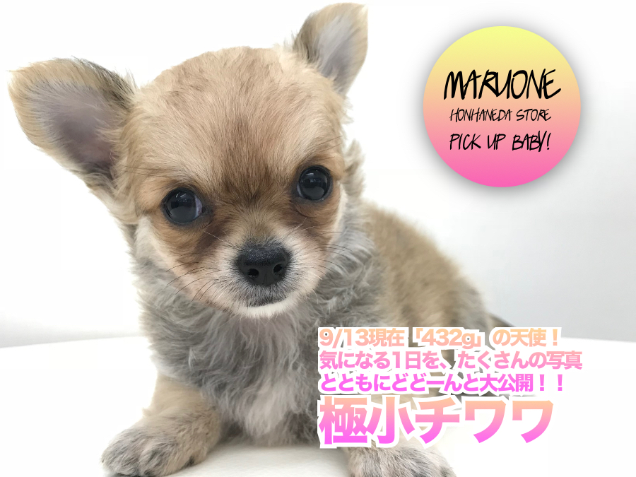 【 極小チワワ 】9/13現在「432g」の天使！気になる1日を、たくさんの写真とともにどどーんと大公開！！最上級の癒しをお届け致します♡ ペットショップマルワン本羽田店　( 東京都大田区 ）子犬情報！NO.512558