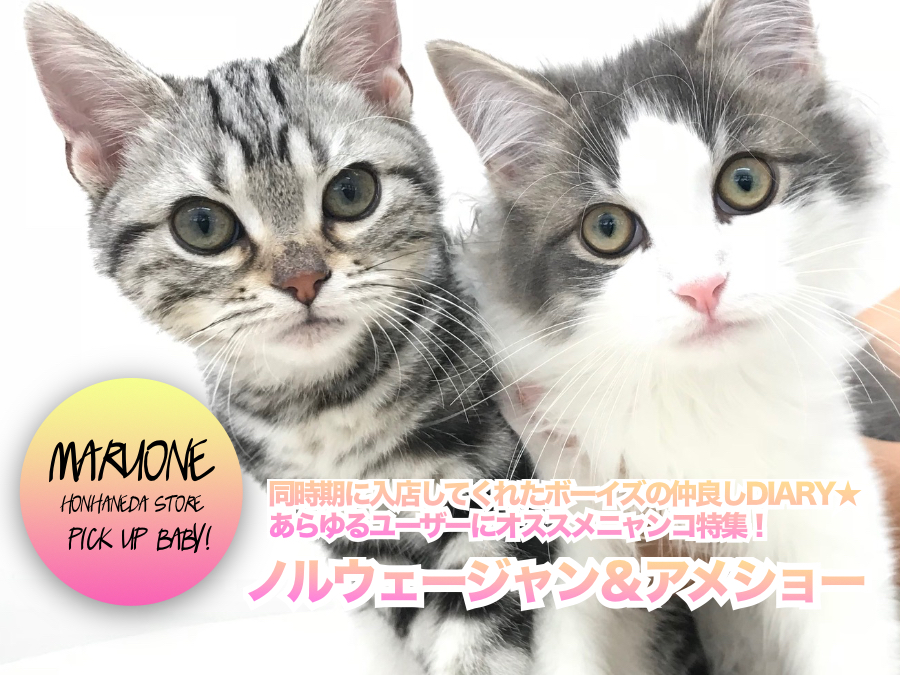 【 ノルウェージャン ＆ アメショ 】同時期に入店してくれたボーイズの仲良しDIARY★あらゆるユーザーにオススメニャンコ特集！ ペットショップ マルワン本羽田店（東京都大田区）子猫情報NO.512544＆512546