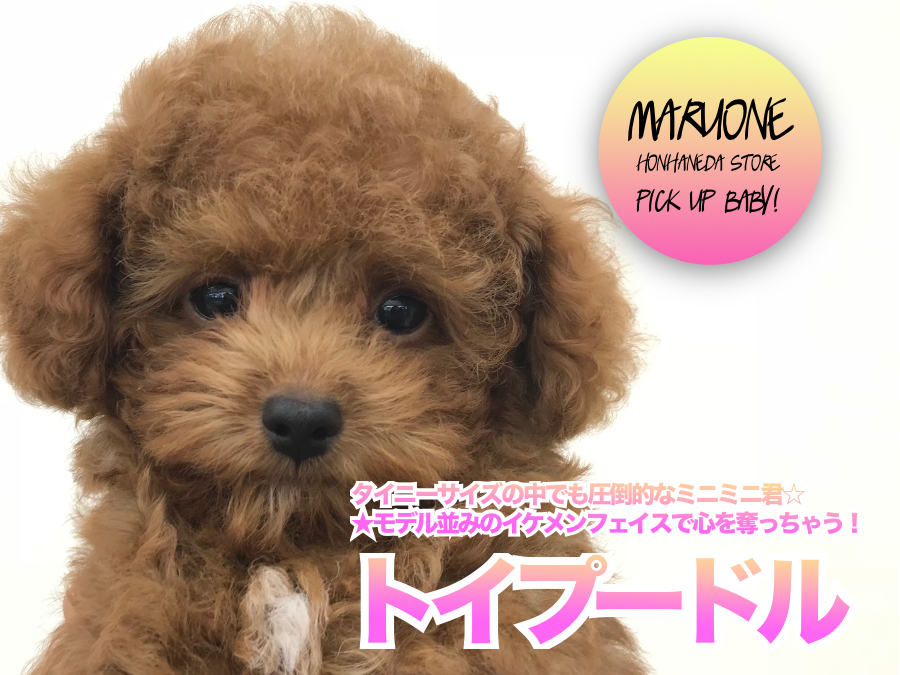 【 トイ・プードル 】密着第２弾！タイニーサイズの中でも圧倒的なミニミニ君☆★モデル並みのイケメンフェイスで心を奪っちゃう！ ペットショップ マルワン本羽田店（東京都大田区）|オススメ子犬情報！NO.512552