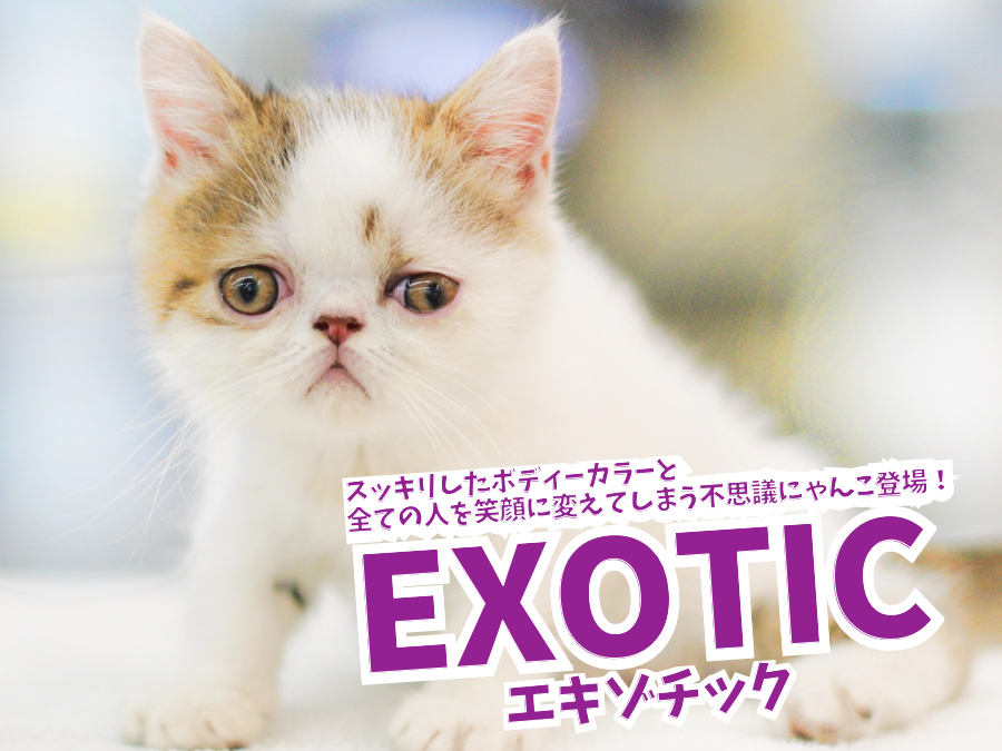 【 エキゾチック入店！ 】スッキリしたボディーカラーと全ての人を笑顔に変えてしまうピークフェイスが魅力！ No.117165