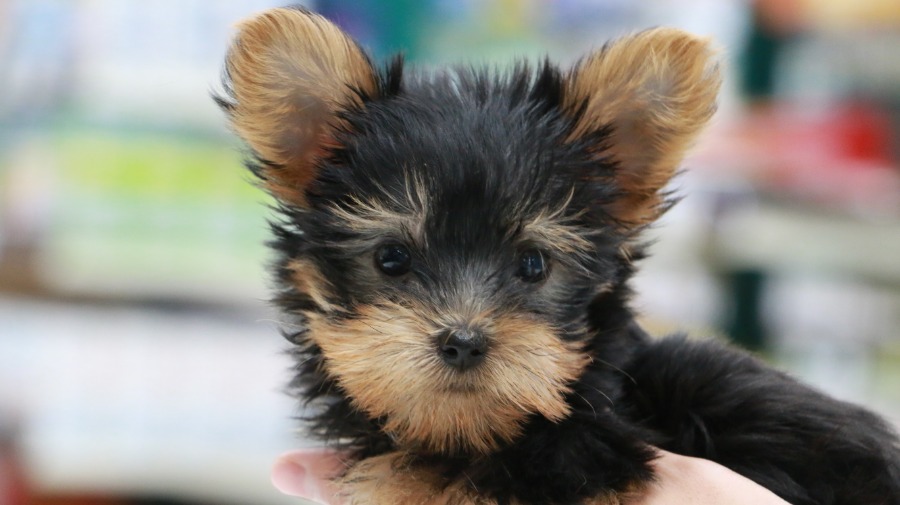 イケメンオーラたっぷり！ | ヨークシャーテリア （119129） - ペットショップ マルワン梅島 東京都足立区