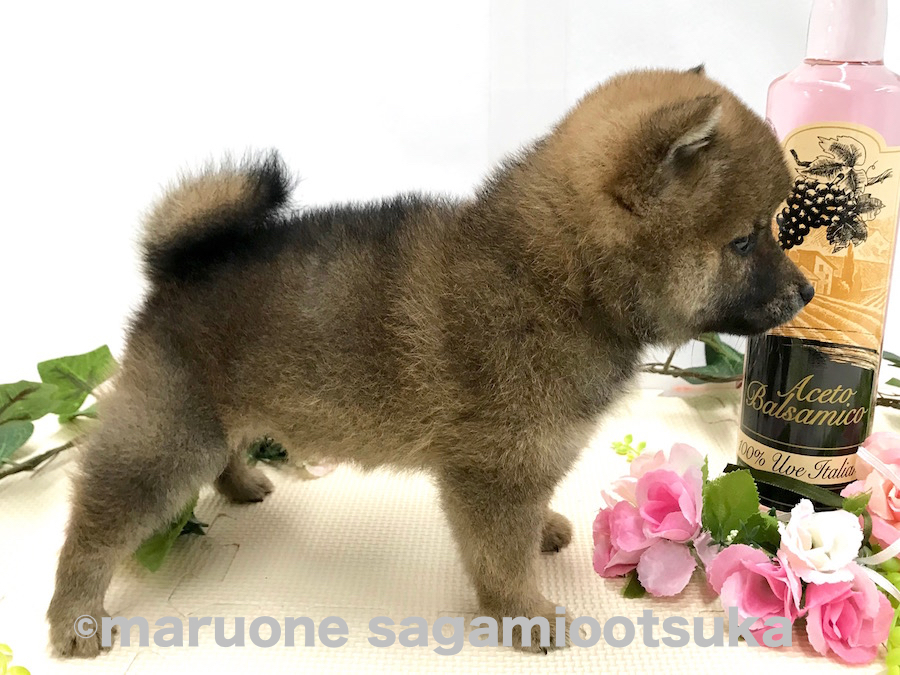コロッコロの2.5頭身 | 豆柴 （814485） - ペットショップ マルワン相模大塚 神奈川県大和市