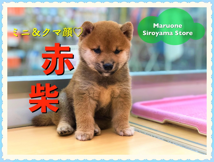 【 くま顔 ミニ柴犬 】日々疲れている人必見！小さめボディーの癒しショット満載！NO.118276