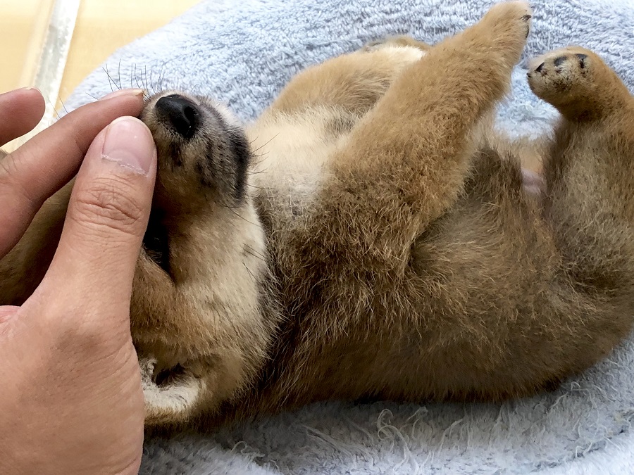 マズル周り | 柴犬 （118276） - ペットショップ ペッツワン城山 神奈川県相模原市