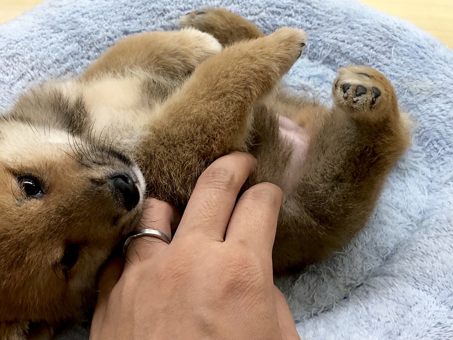 前肢とお腹周り | 柴犬 （118276） - ペットショップ ペッツワン城山 神奈川県相模原市