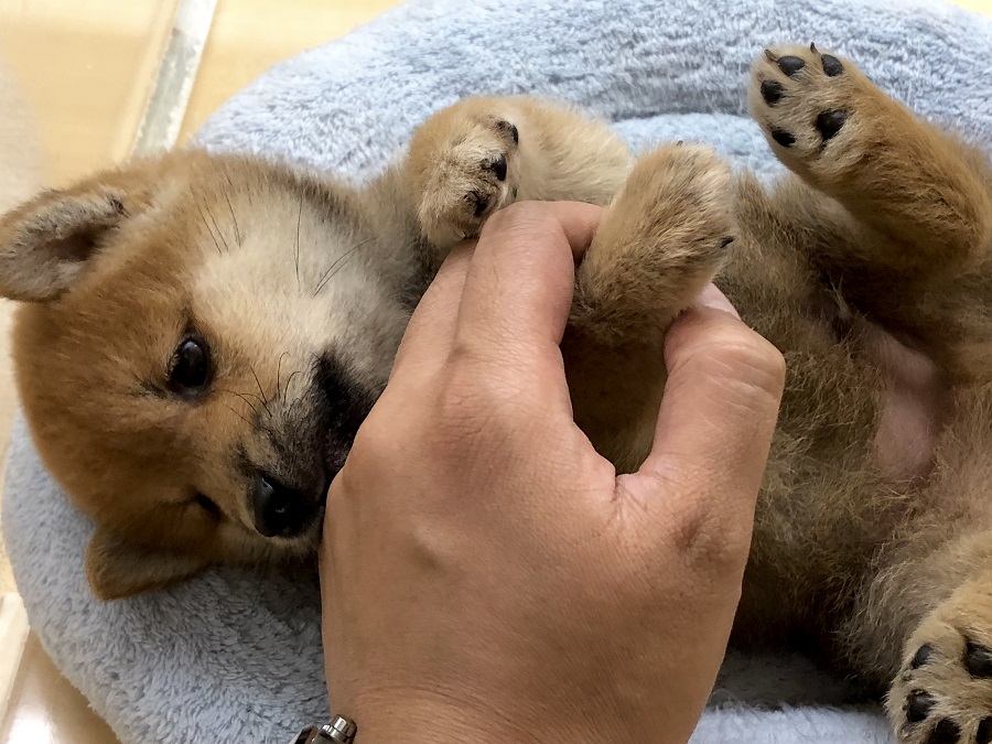 あれこれ触ってみる | 柴犬 （118276） - ペットショップ ペッツワン城山 神奈川県相模原市