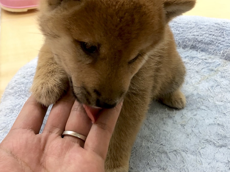 ペロペロと愛情表現♡ | 柴犬 （118276） - ペットショップ ペッツワン城山 神奈川県相模原市