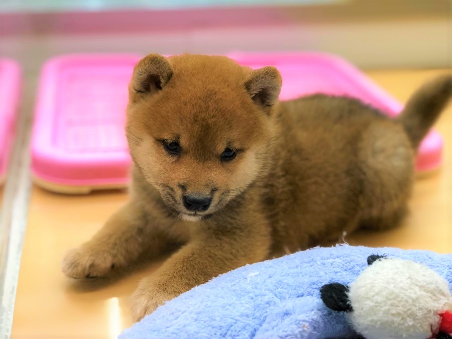 この子の性格は？ | 柴犬 （118276） - ペットショップ ペッツワン城山 神奈川県相模原市