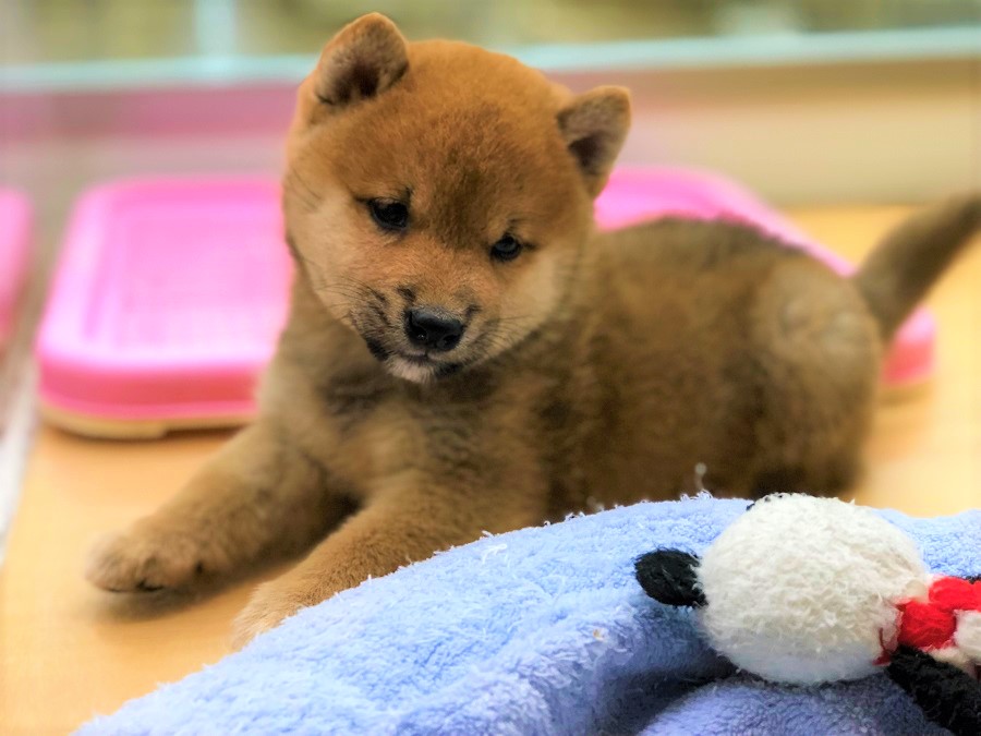  | 柴犬 （118276） - ペットショップ ペッツワン城山 神奈川県相模原市