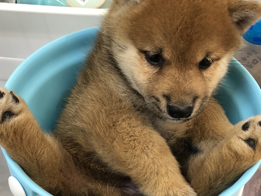 体重測定中も大人しい | 柴犬 （118276） - ペットショップ ペッツワン城山 神奈川県相模原市