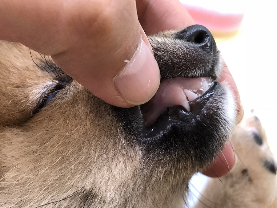 一切抵抗せず | 柴犬 （118276） - ペットショップ ペッツワン城山 神奈川県相模原市