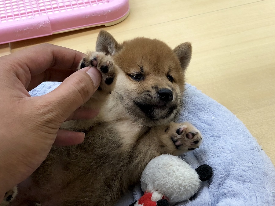 クマ顔ミニ赤柴ちゃん | 柴犬 （118276） - ペットショップ ペッツワン城山 神奈川県相模原市