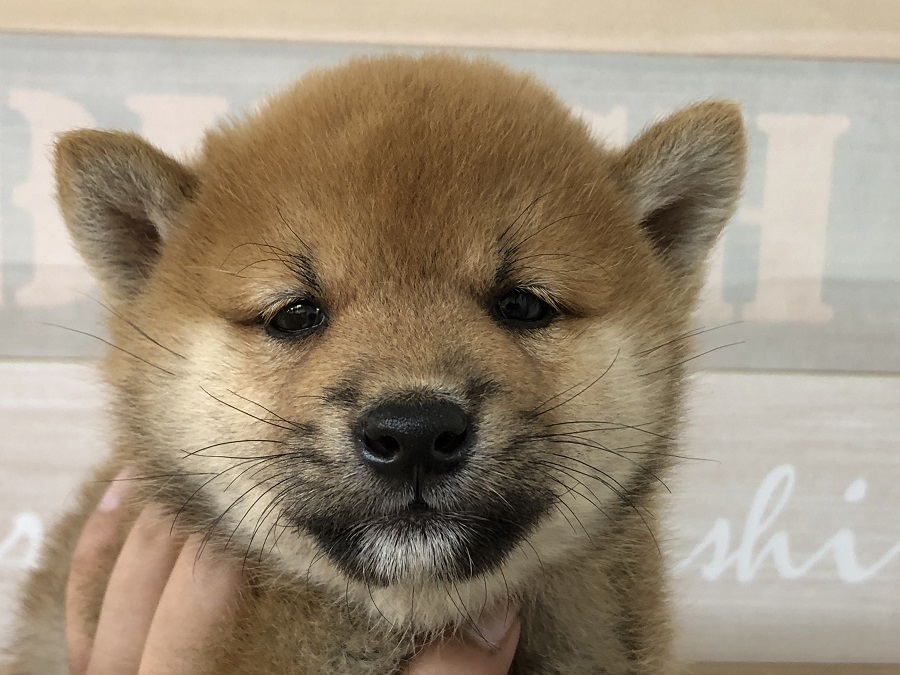 お顔のアップ | 柴犬 （118276） - ペットショップ ペッツワン城山 神奈川県相模原市