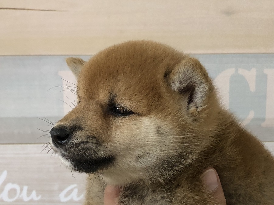 クマらしさが強調される横顔 | 柴犬 （118276） - ペットショップ ペッツワン城山 神奈川県相模原市