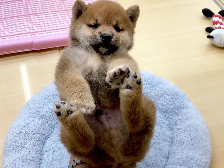 片手ヘソ天 | 柴犬 （118276） - ペットショップ ペッツワン城山 神奈川県相模原市
