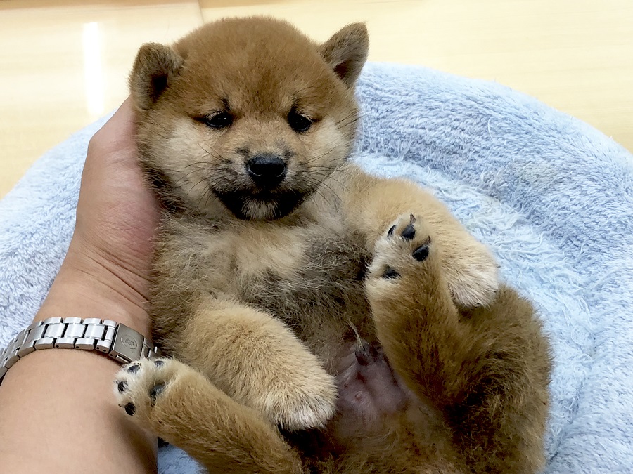ベッドの上に降ろしても無抵抗 | 柴犬 （118276） - ペットショップ ペッツワン城山 神奈川県相模原市