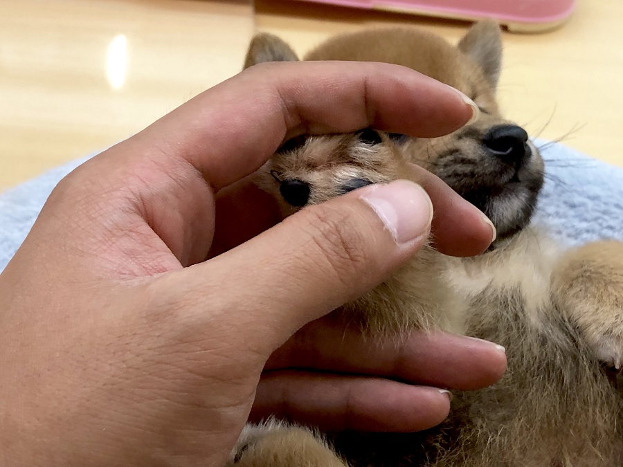 前肢の肉球をいじくり倒しても無抵抗 | 柴犬 （118276） - ペットショップ ペッツワン城山 神奈川県相模原市