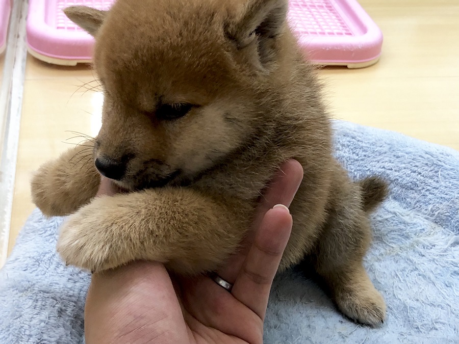 甘えん坊 | 柴犬 （118276） - ペットショップ ペッツワン城山 神奈川県相模原市
