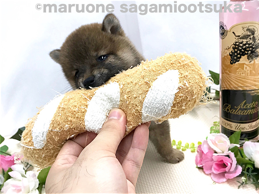 おもちゃ | 豆柴 （814485） - ペットショップ マルワン相模大塚 神奈川県大和市