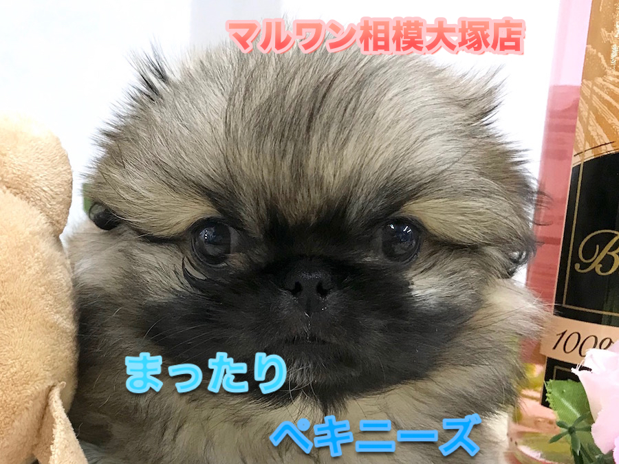 【 ペキニーズ 】特技はドヤ顏？のほほ〜んとスローライフが似合うペキちゃん♪No.814483